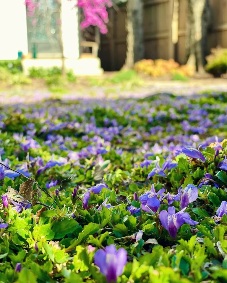 14 No Mow Lawn Ideas with Ground Covers