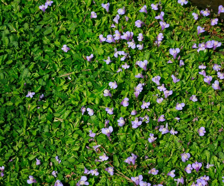 15 Best Walkable Ground Cover Plants for a Pretty Garden Path