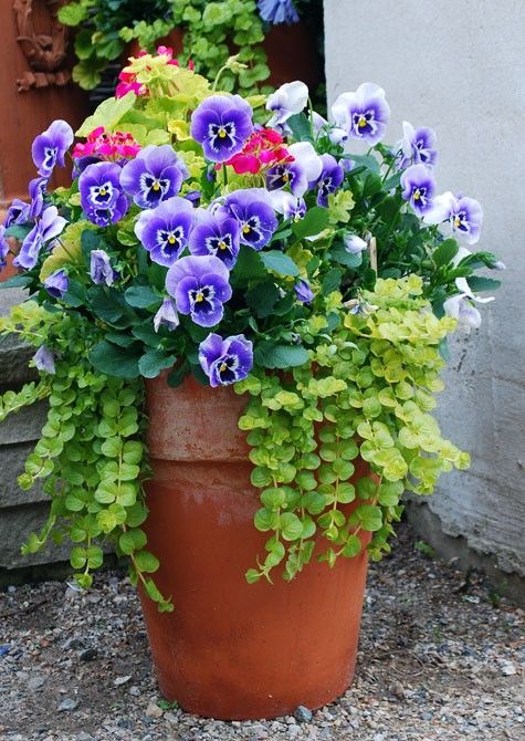 12 Stunning Fall Container Plants for A Sunny Porch
