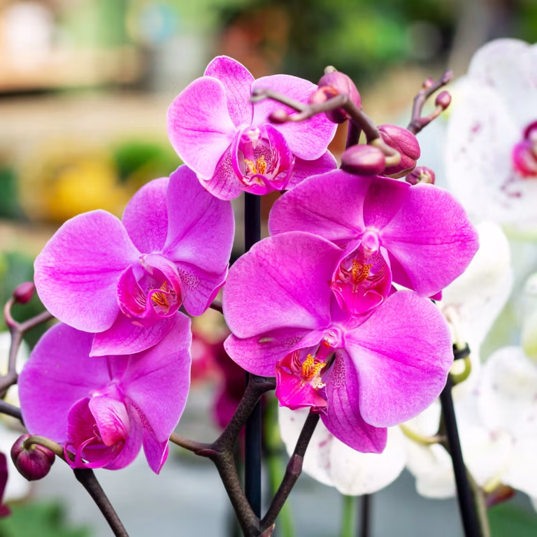 15 Best Indoor Plants Safe for Cats & Dogs