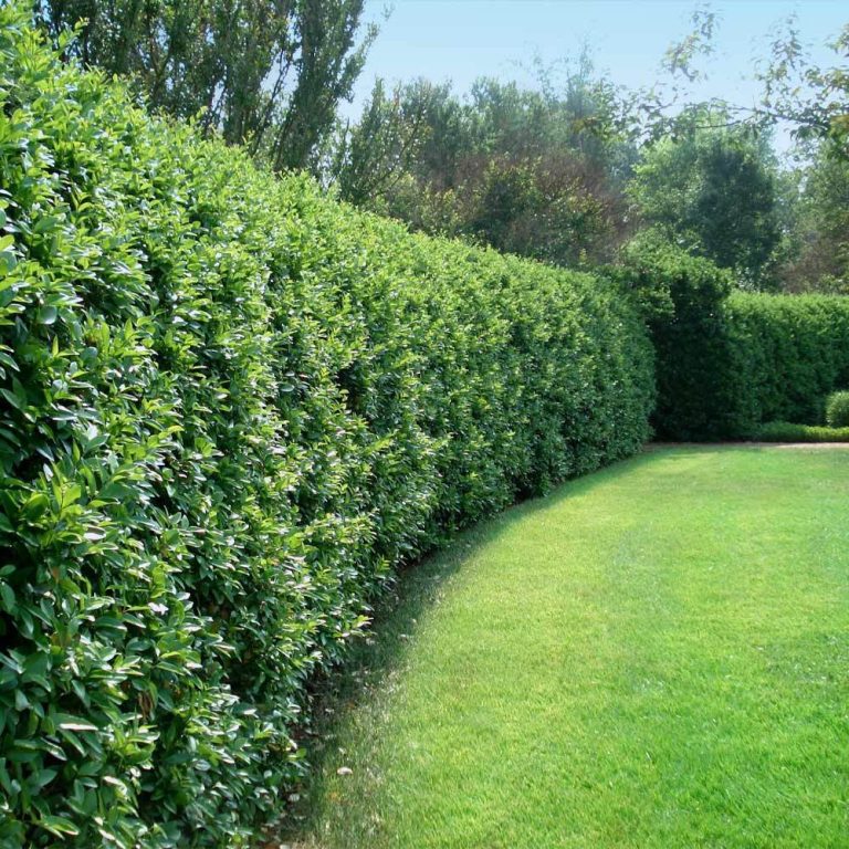 15 Best Plants for Fence Line Beauty and Privacy
