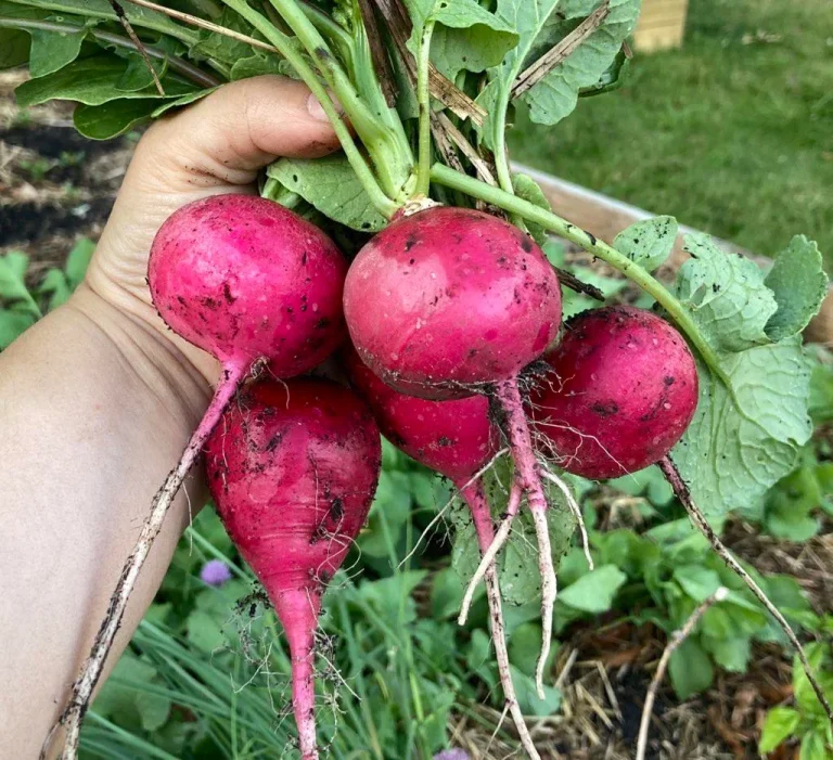 13 Best Fall Vegetables to Plant in Zone 8 Garden