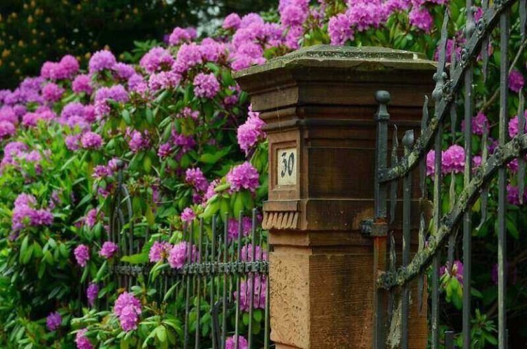 13 Best Plants for North Side of House