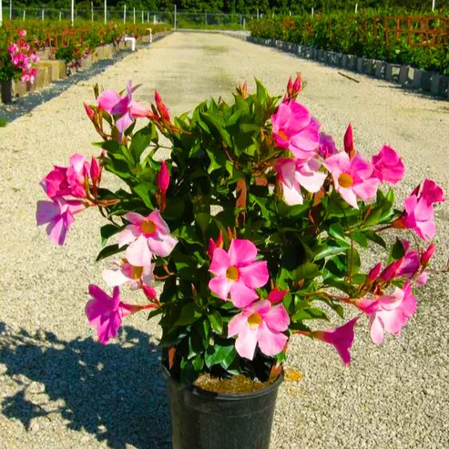 15 Best Climbing Plants That Grows in Pots