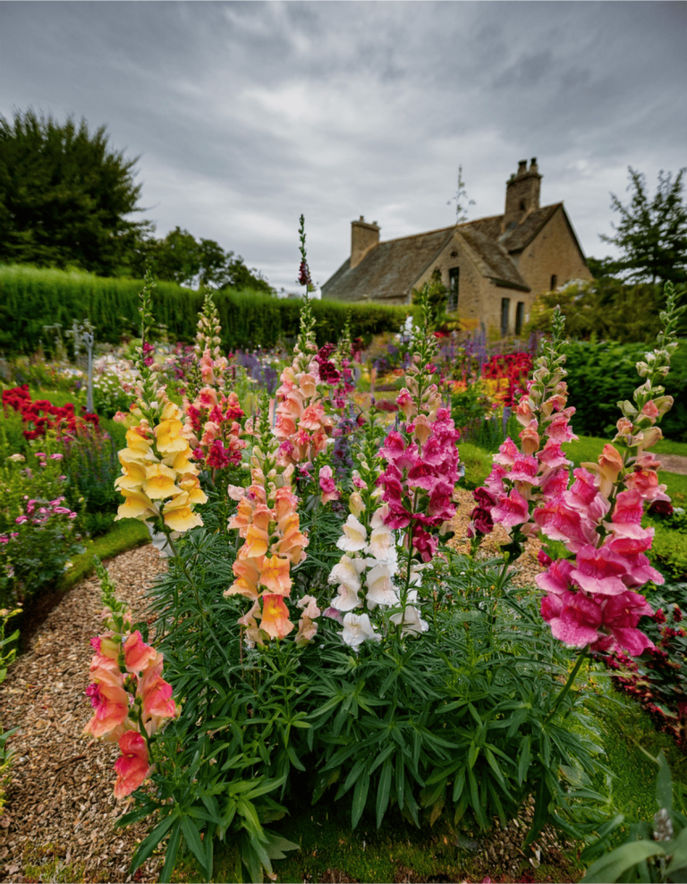 12 Best Deer-Resistant Fall Flowers to Grow