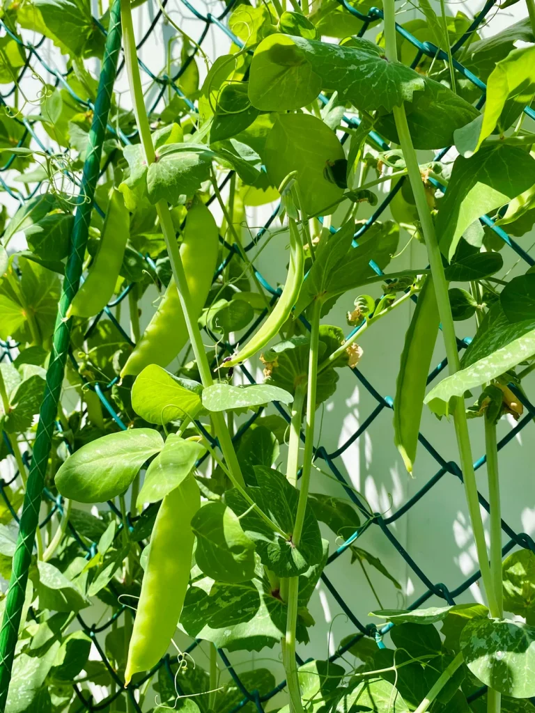 13 Best Vegetables to Plant in August (Zone 9)