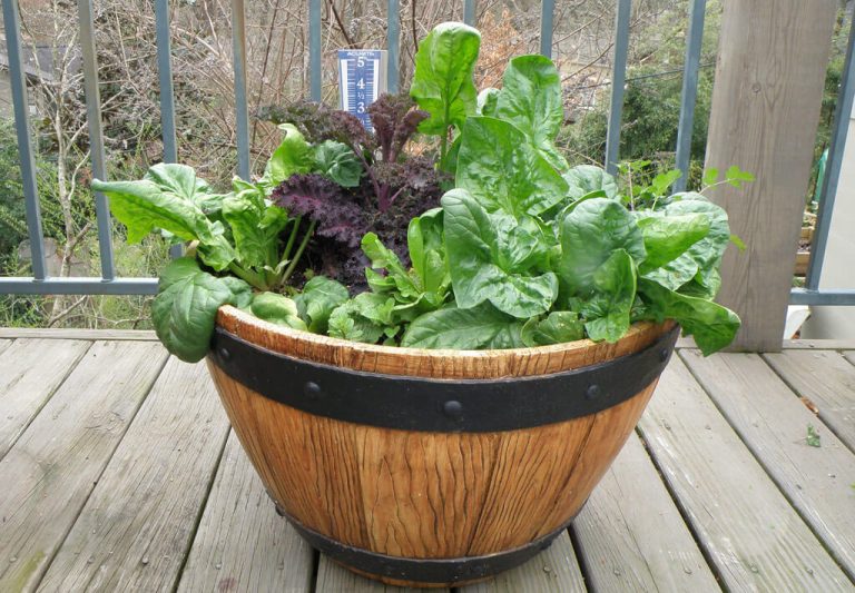 15 Best Vegetables to Grow in Hanging Baskets