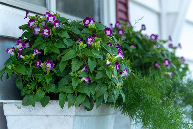 15 Best Fall Container Plants for Shade