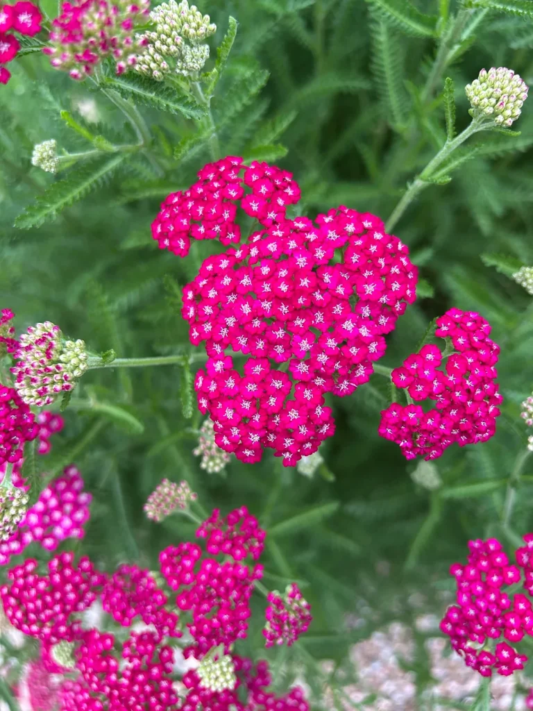 12 Companion Plants You Should Grow Next to Succulents