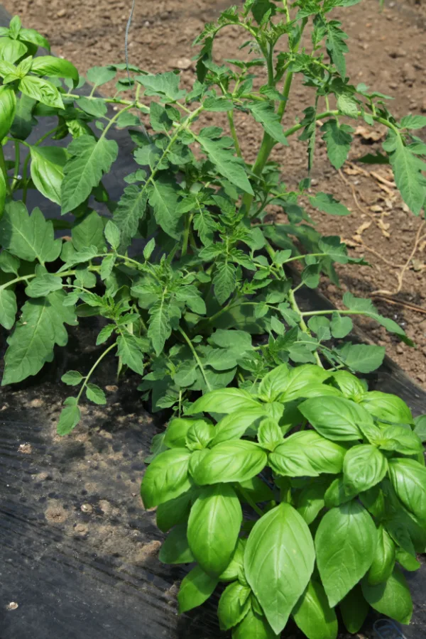 12 Easy to Grow Herbs to Plant With Vegetables