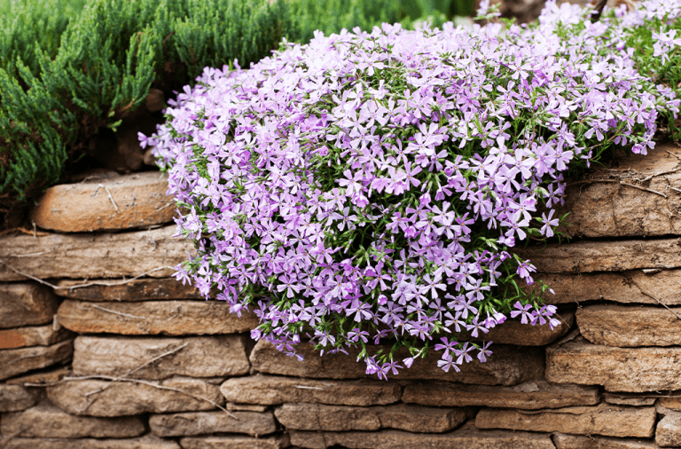 Creeping Phlox vs Creeping Thyme: Which Ground Cover Wins Your Garden?