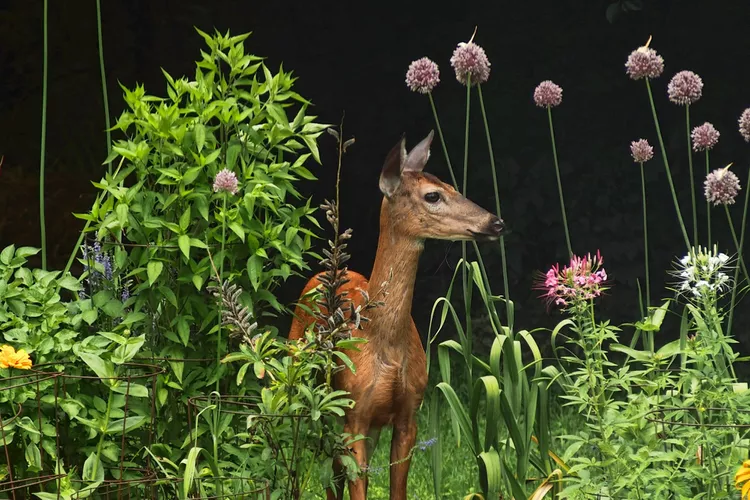 15 Popular Deer-Resistant Shrubs for Your Sunny Garden