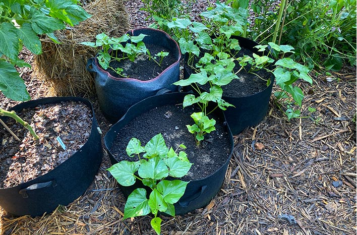 10 Easy Vegetables to Grow in Grow Bags