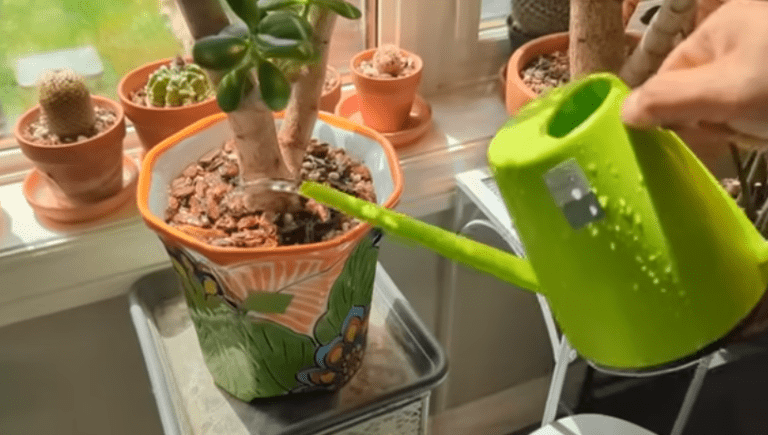 How to Water Jade Plants (The Right Way)