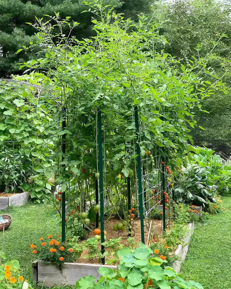 5 Best DIY Tomato Trellis Raised Bed Ideas