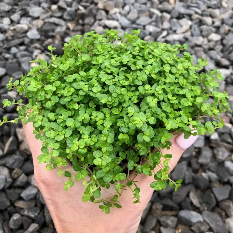 Struggling With Weedy Gaps Between Pavers? Try These 13 Ground Covers