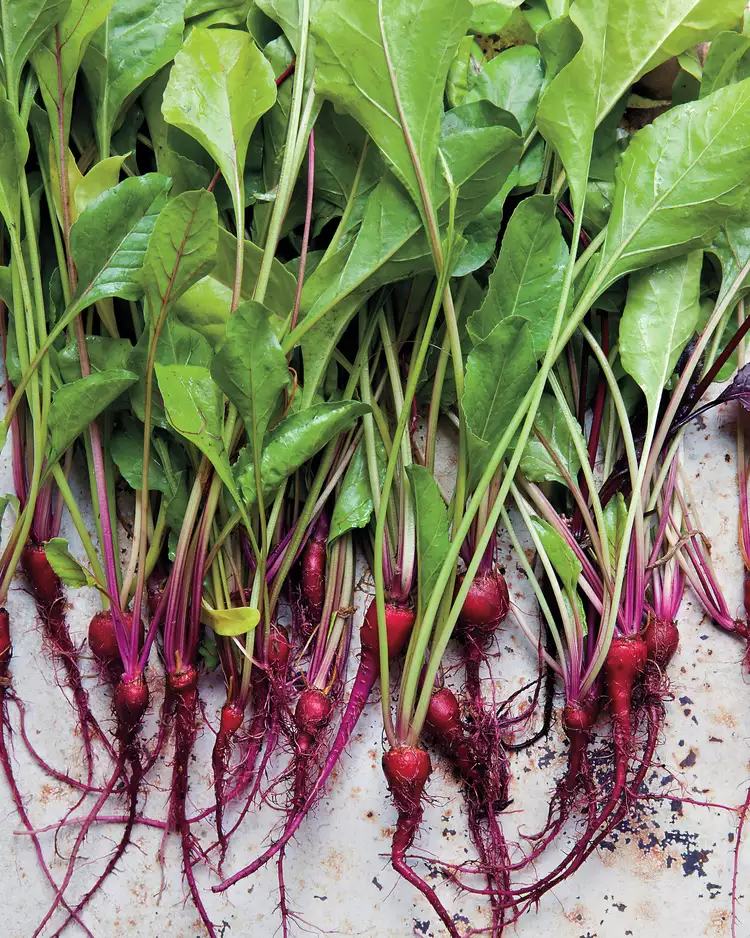 Tired of Replanting? These 12 Cut-and-Grow-Again Vegetables Fix That