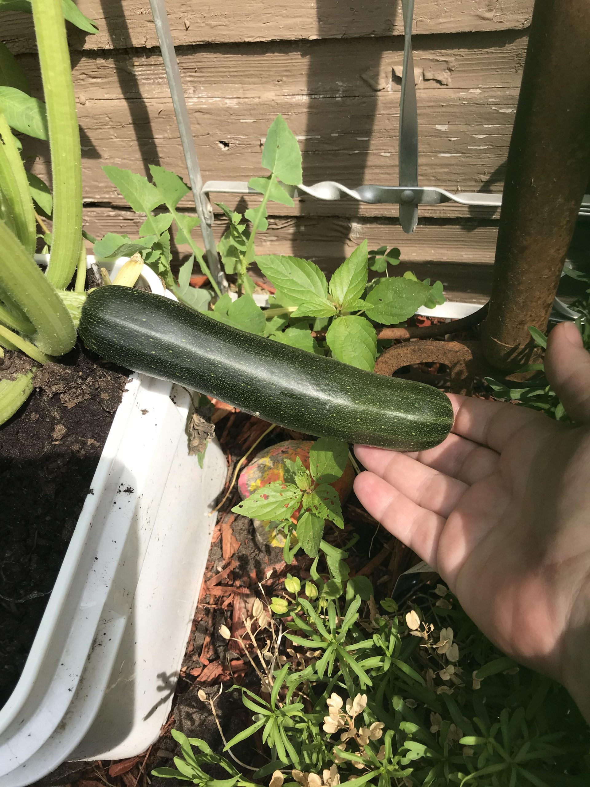 Black Beauty zucchini