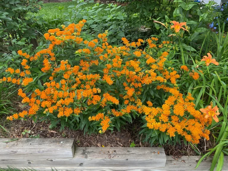 16 Best Full Sun Plants for Clay Soil Garden