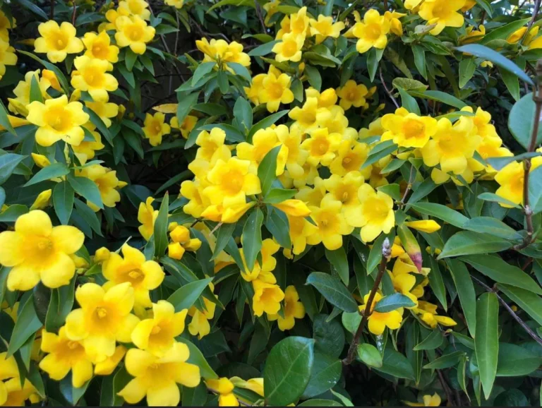 The Ultimate Guide to Planting Perennials in September for a Gorgeous Spring Garden