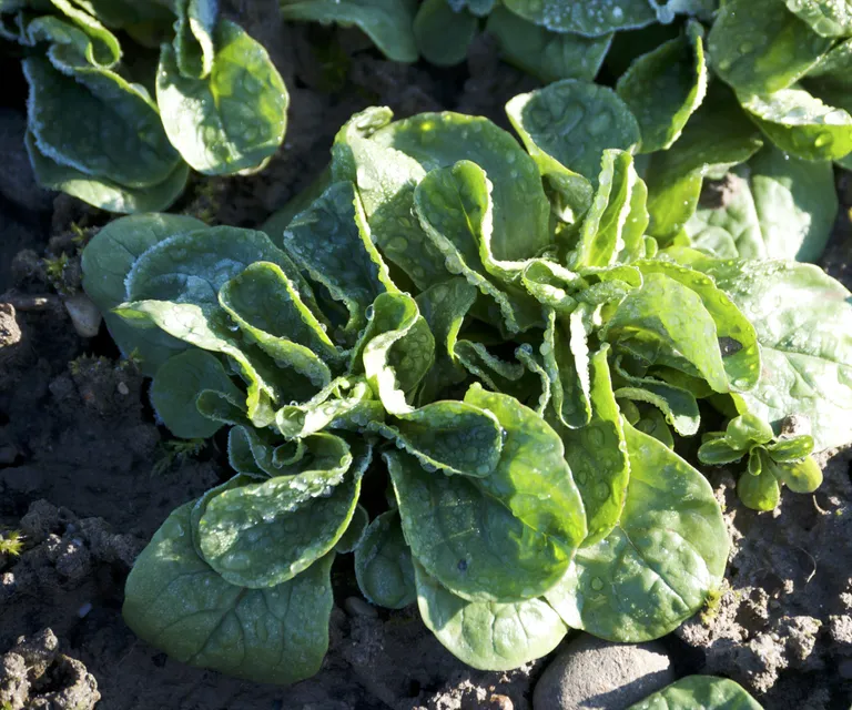 November Vegetable Planting Guide: 13 Crops That Thrive in the Cold