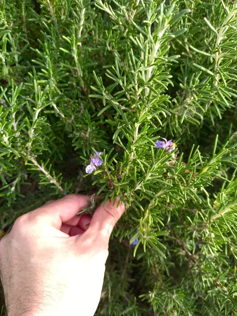 Creeping Rosemary