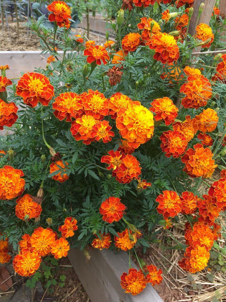 12 Plants to Grow Under Tomatoes That Actually Earn Their Spot