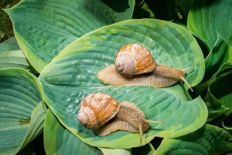 How to Keep Slugs Off Hostas: 5 Methods That Actually Work