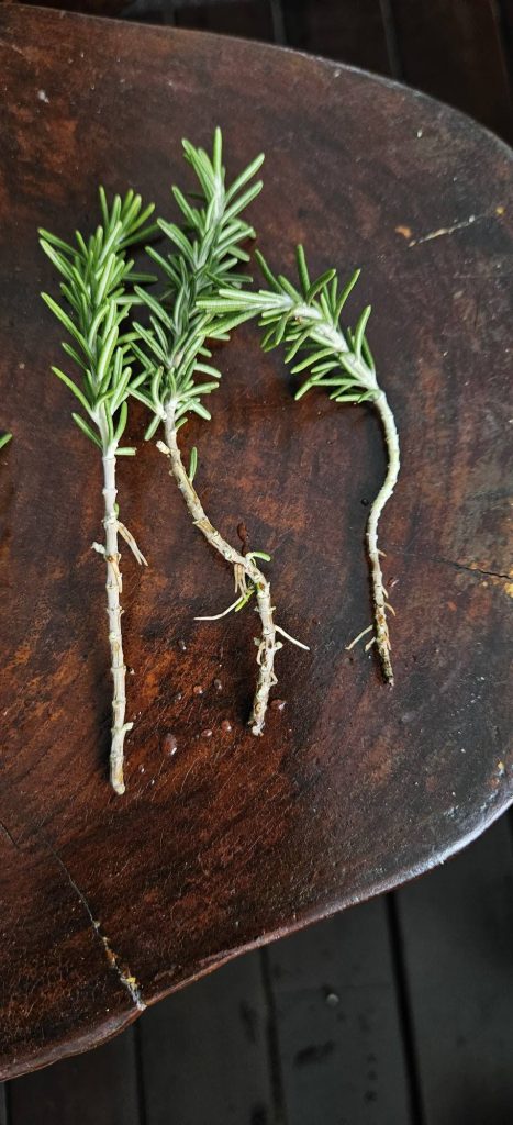 Growing rosemary from cuttings