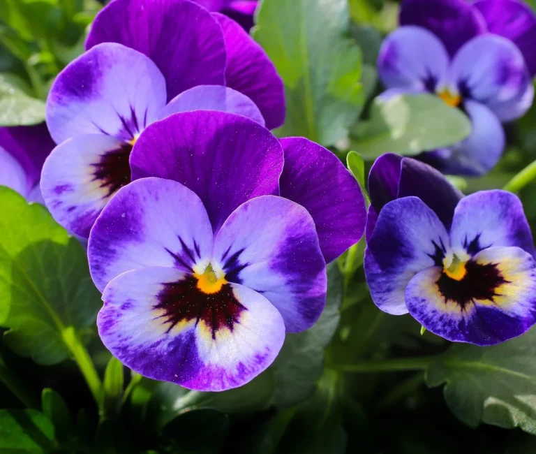 13 Best Ground Covers With Purple Flowers