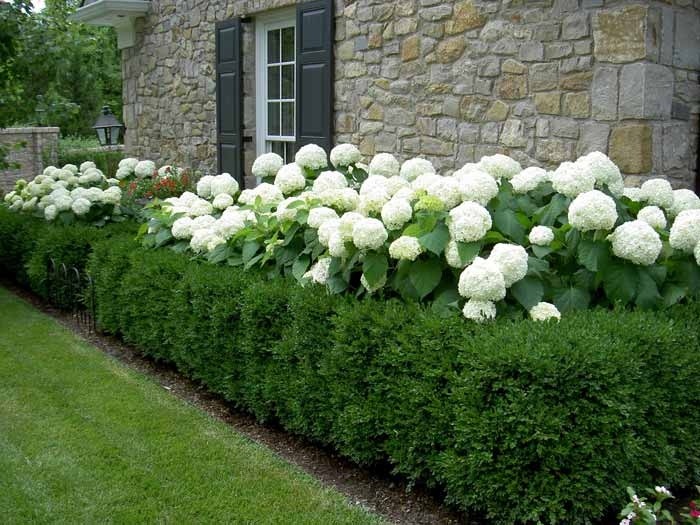 The Ultimate Guide to Hydrangea and Boxwood Front Yard Landscaping