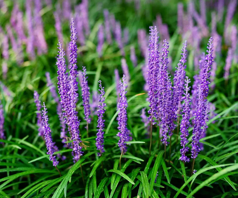 The Ultimate Guide to Low-Maintenance Evergreen Ground Cover Plants