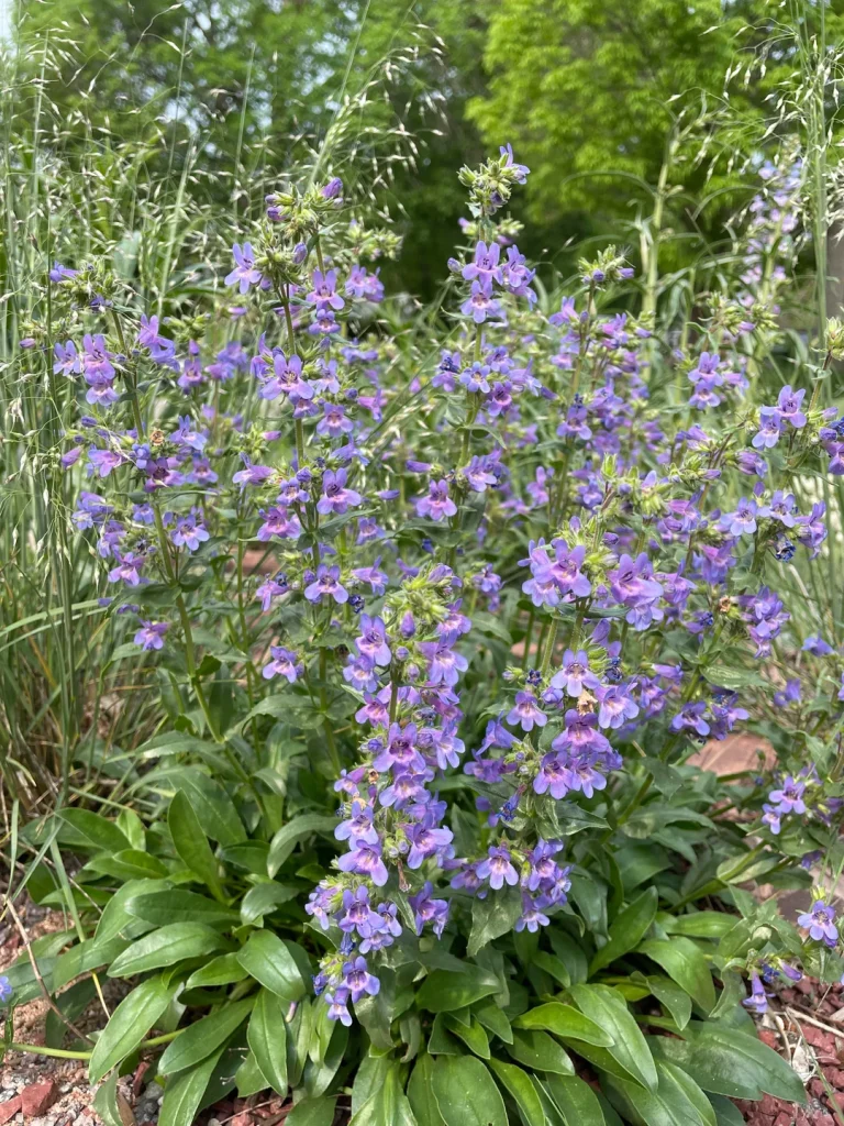 November Perennial Planting Guide: 13 Picks for a Fuller Spring Bloom