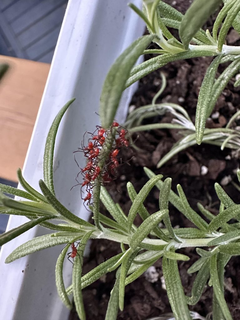 Red bugs gathered on rosemary