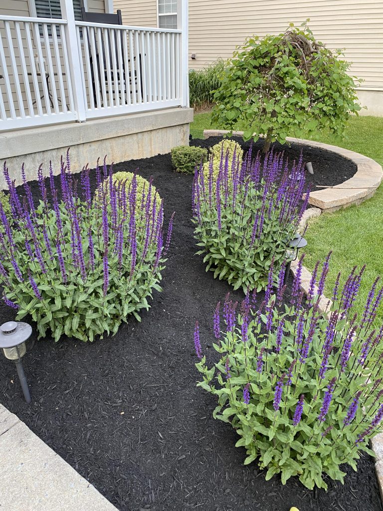 salvia