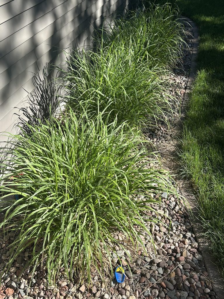 Switchgrass