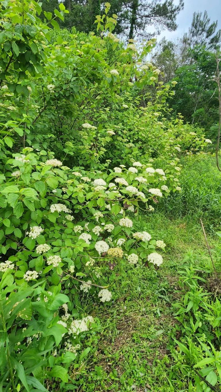 South Florida Shrubs Built to Handle Heat, Salt, and Sandy Soil