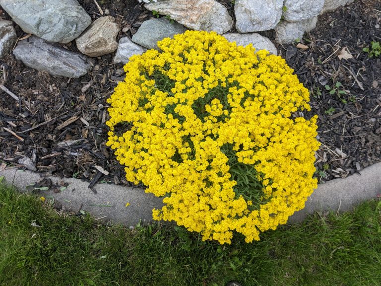 15 Best Rock Garden Plants That Thrive in Sun