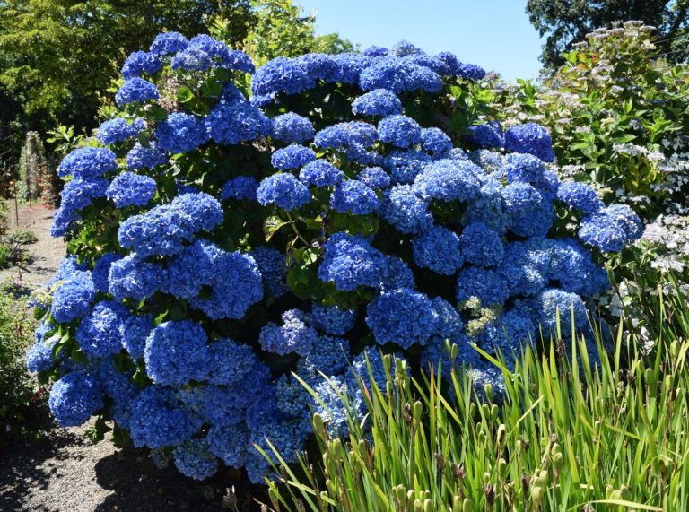 How to Get Stunning Blue Hydrangeas: A Complete Guide
