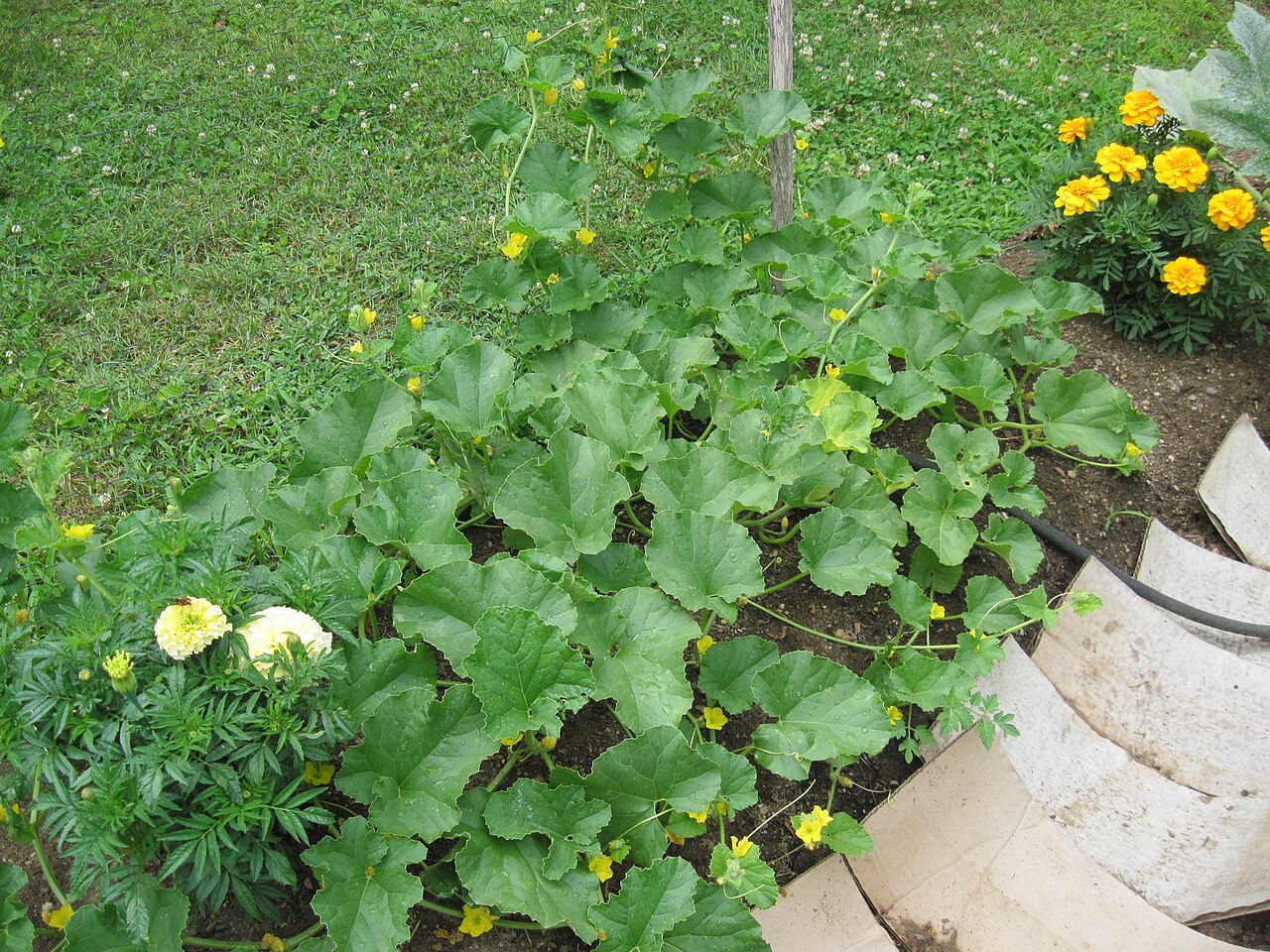 cantaloupe vine pruning side shoots