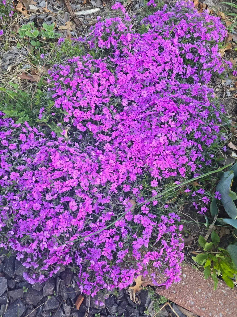 How to Plant Creeping Phlox Ground Cover (The Easiest Way)