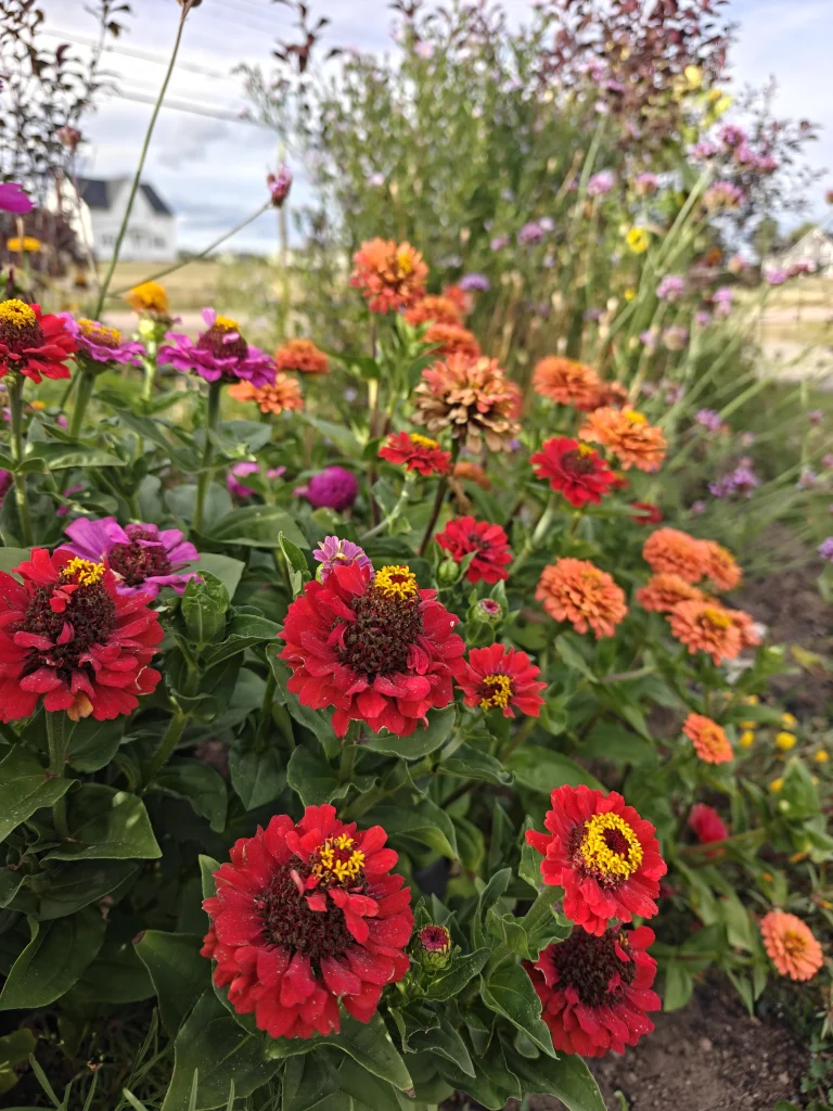 13 Best Cut and Grow Again Flowers for Your Garden