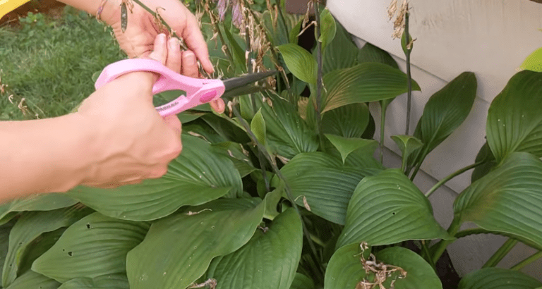 How to Remove Hosta Blooms: A Simple Deadheading Guide