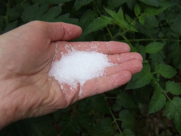 epsom salt for fern