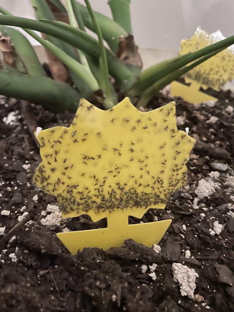How to Get Rid of Fungus Gnats in Houseplants (For Good)