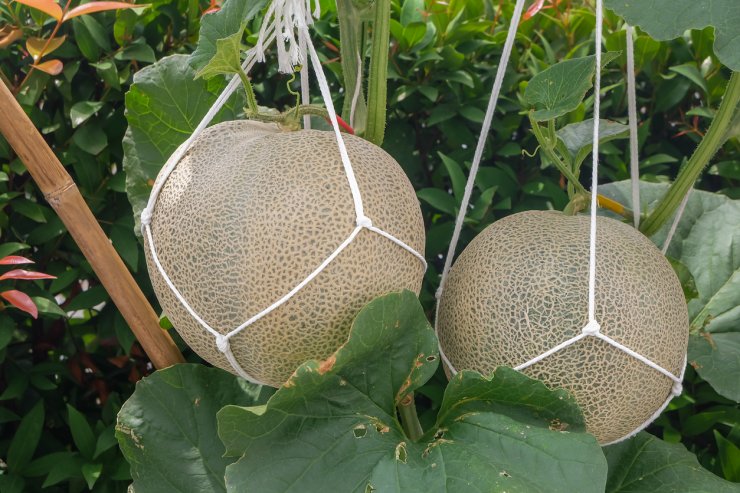 growing cantaloupe vertically