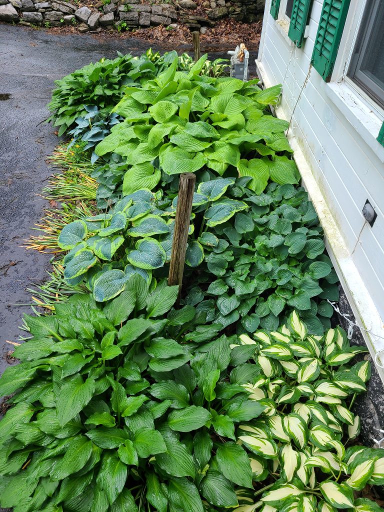 Which Hostas Can Handle Full Sun in a Front Yard?