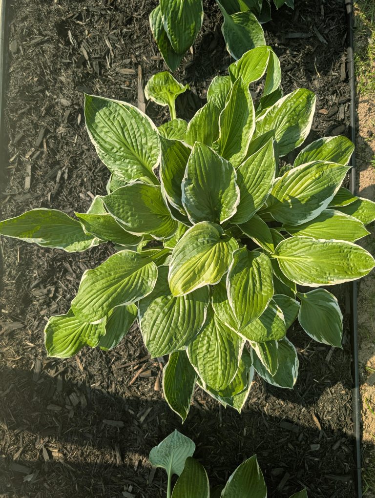 What Causes Hosta Leaves To Curl and Quick Fixes You Can Try