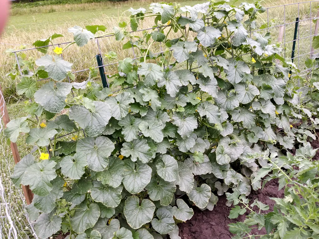how to grow cantaloupe in vertical trellis