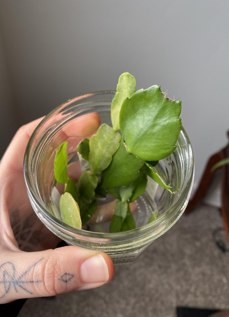 How to Propagate Christmas Cactus in Water
